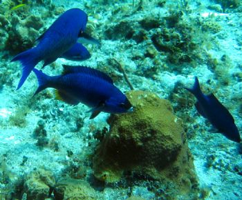 Blue Tang, Cozumel by Gil Ben-Meir 